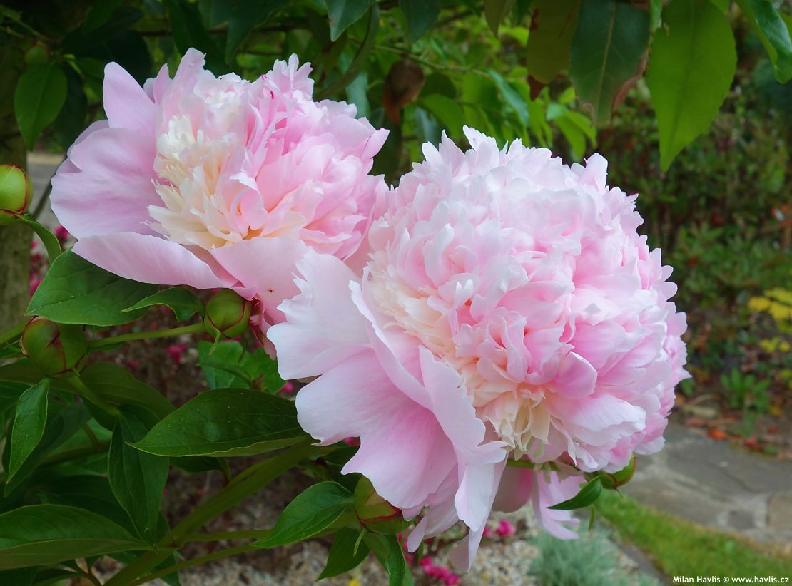 paeonia Sorbet