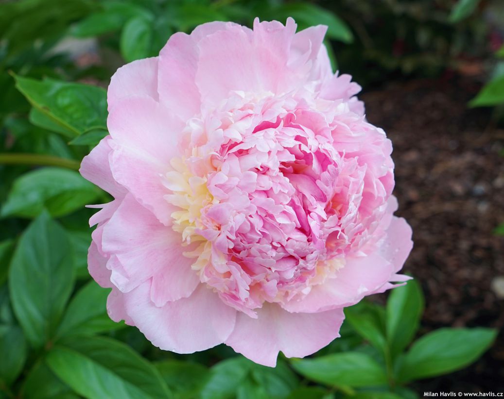 paeonia Sorbet