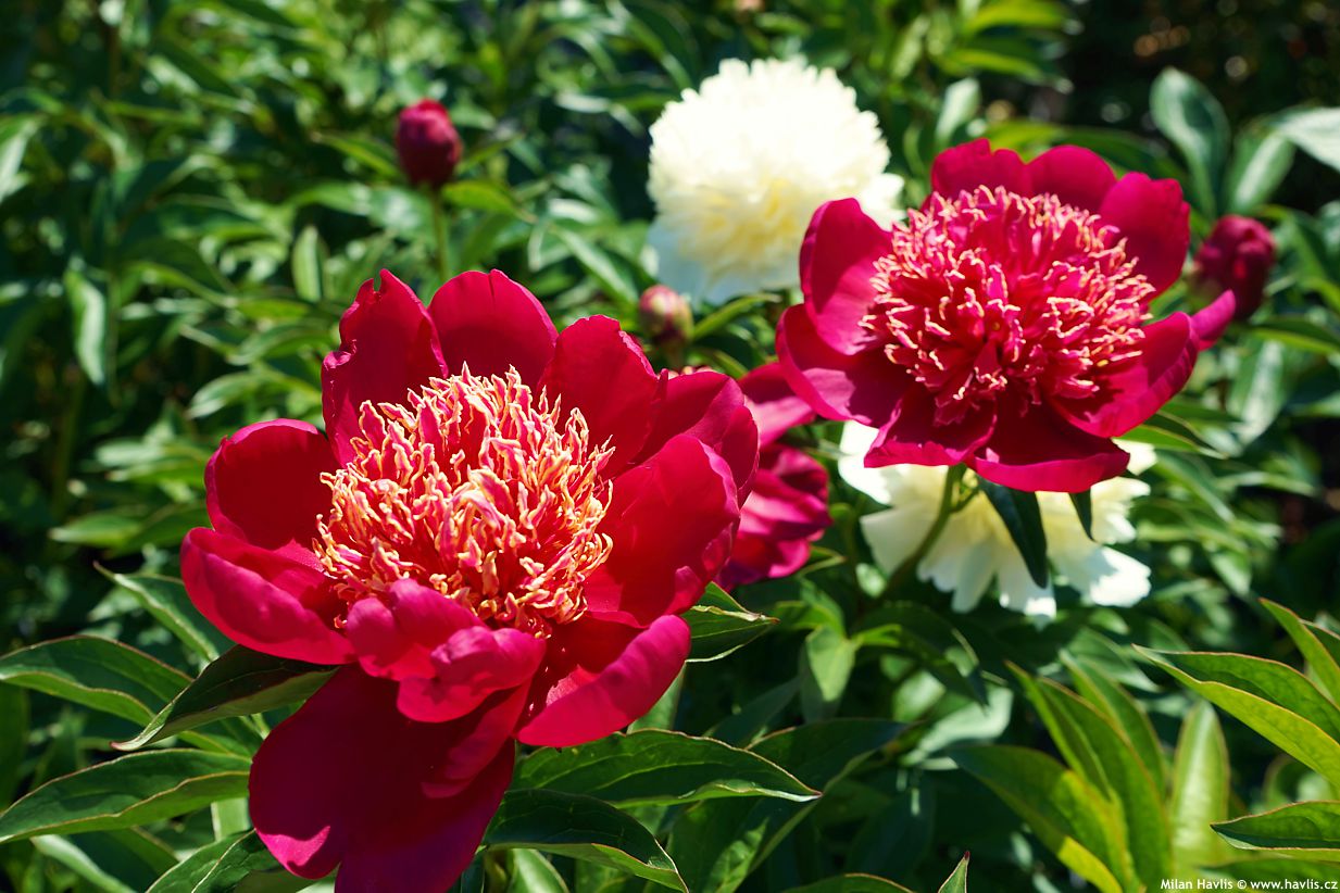 paeonia Sword Dance