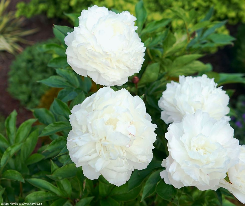 paeonia Wonderful Snow White