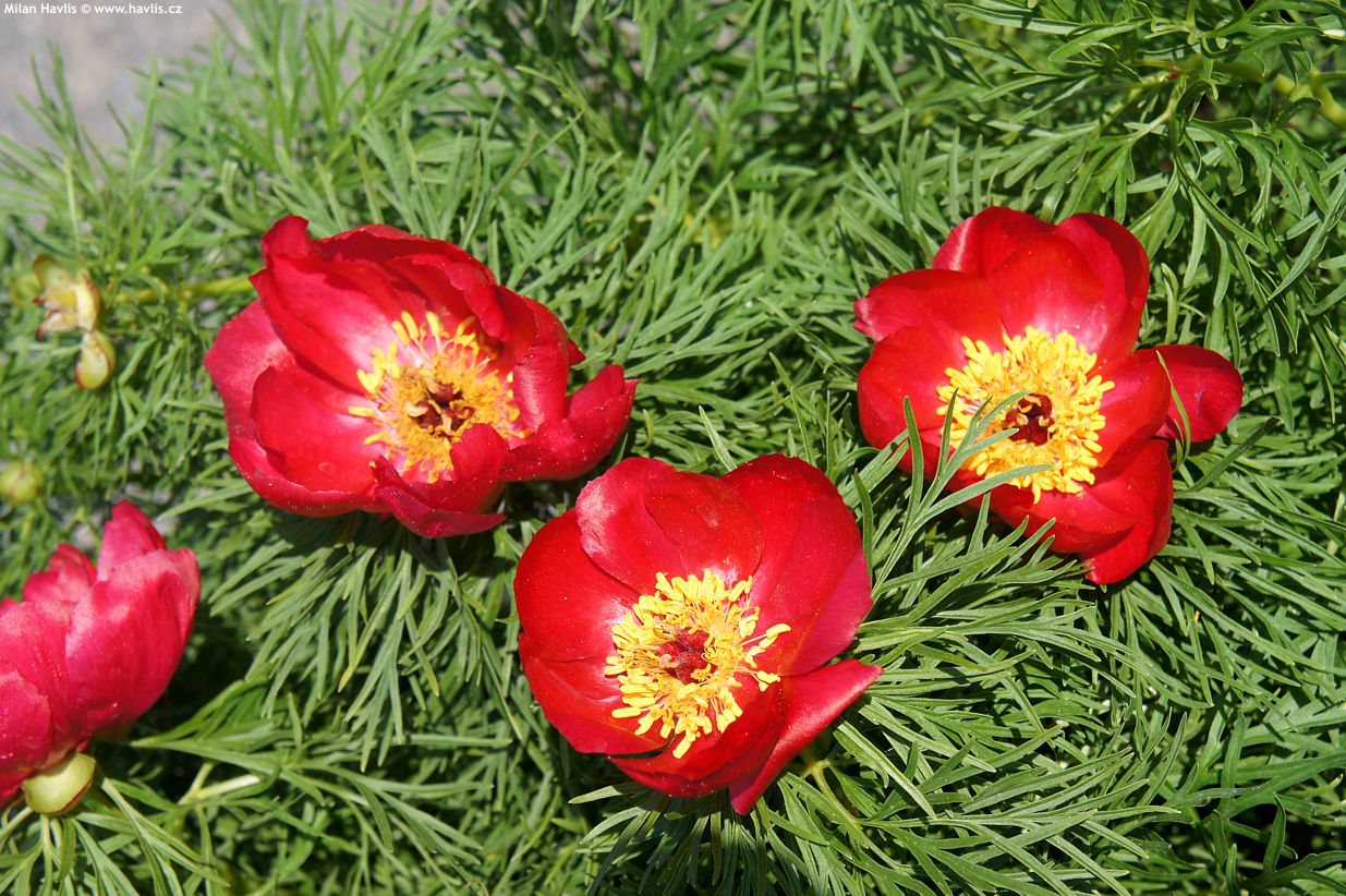 paeonia tenuifolia