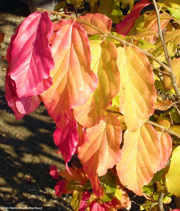 parrotia persica