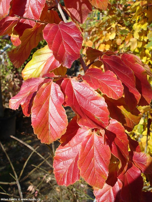 parrotia persica