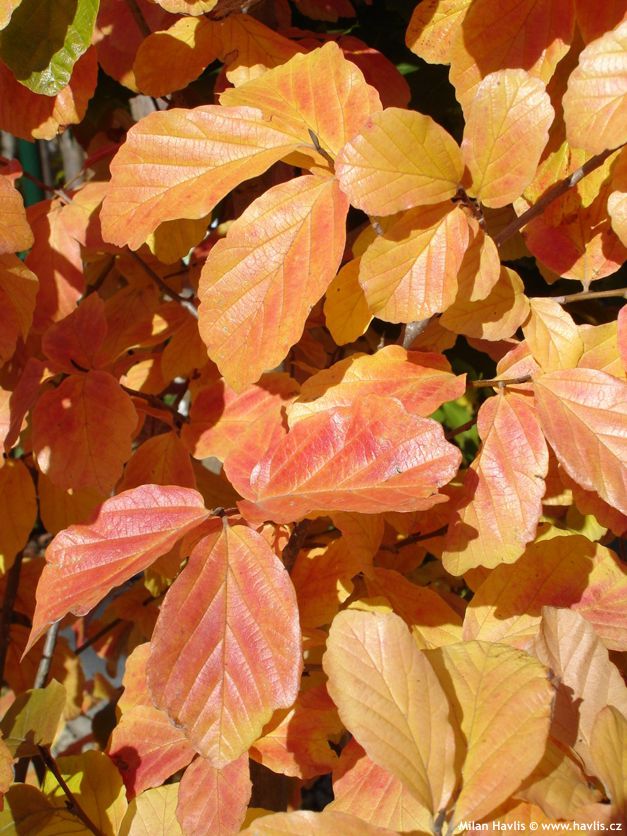 parrotia persica
