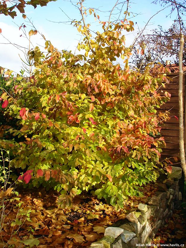 parrotia persica