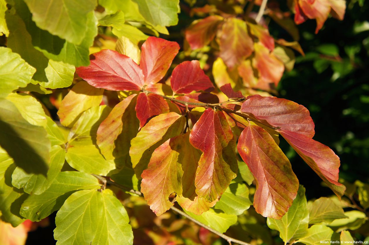 parrotia persica