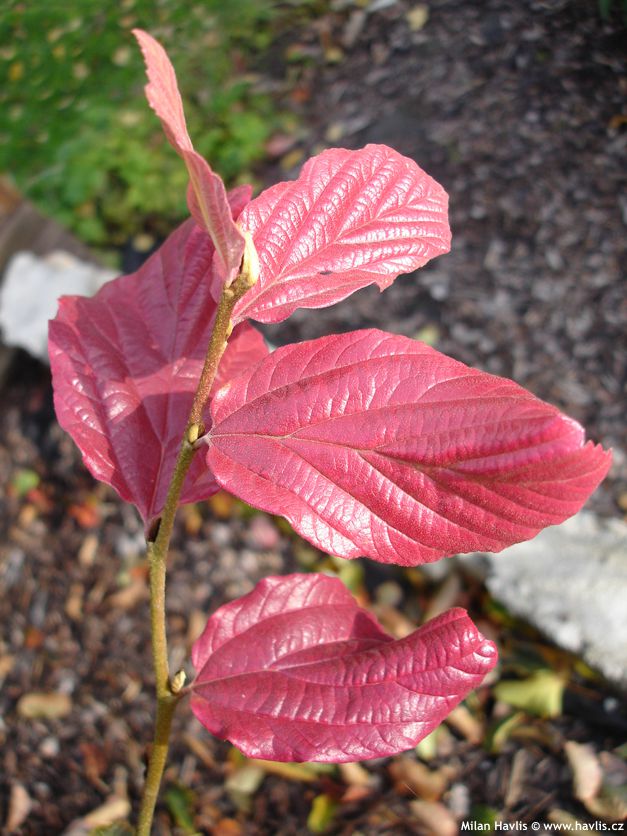 parrotia persica