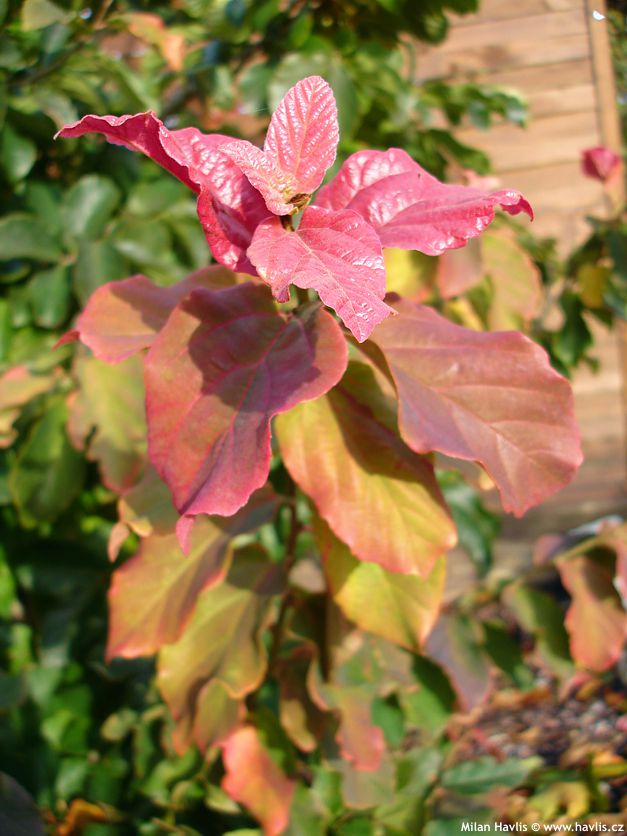 parrotia persica
