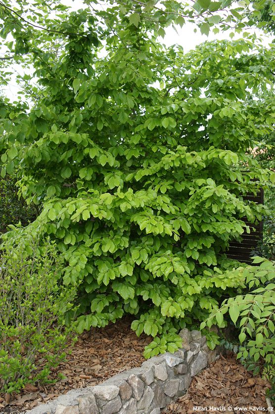 parrotia persica