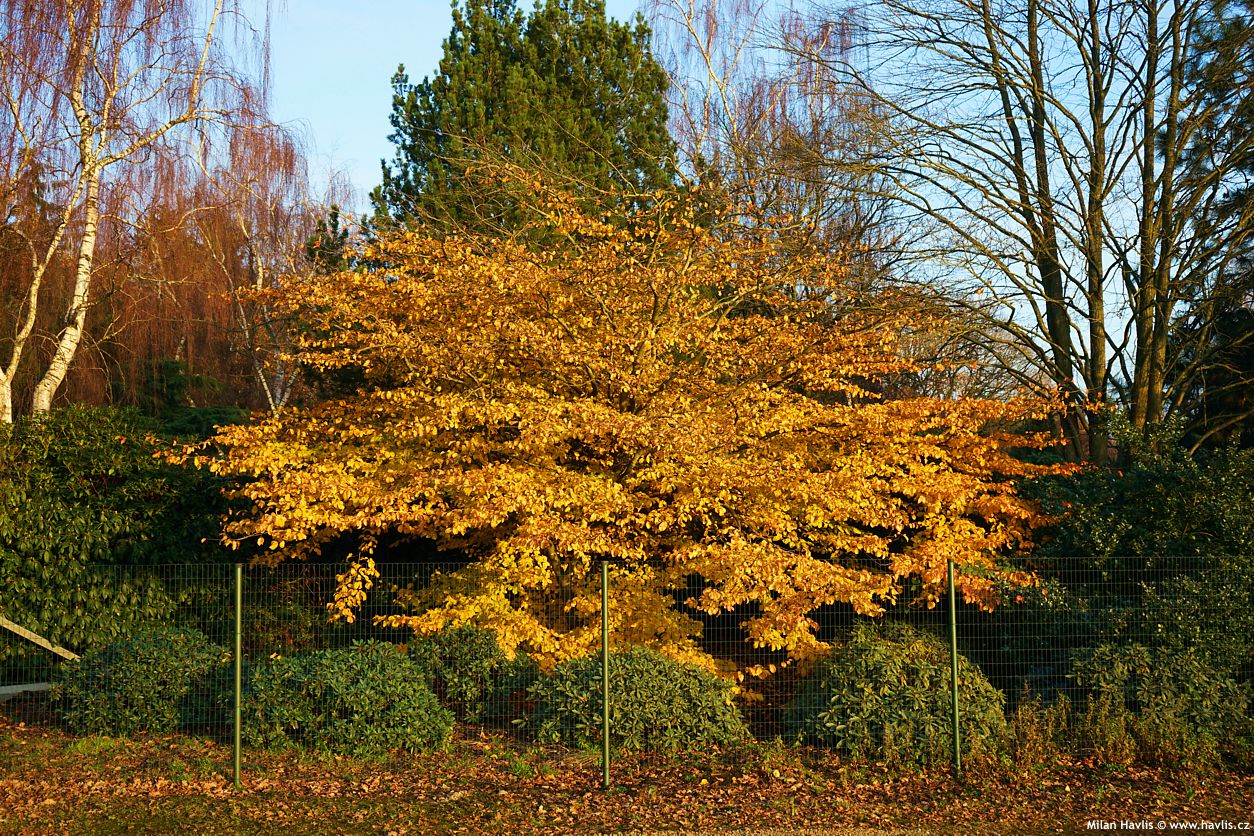 parrotia persica