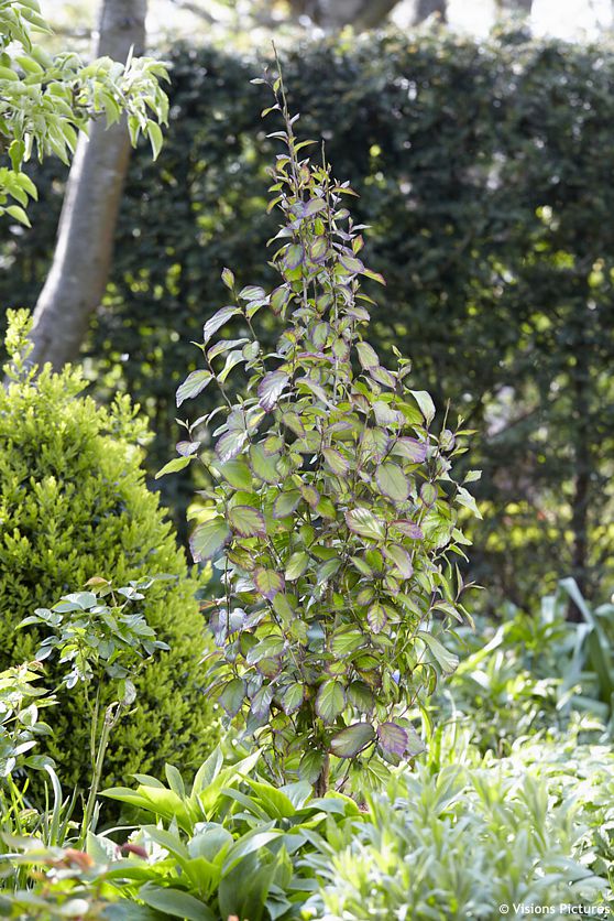 parrotia persica Persian Spire