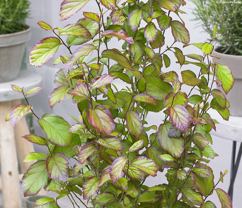 parrotia persica Persian Spire