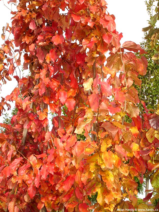 parrotia persica Persian Spire