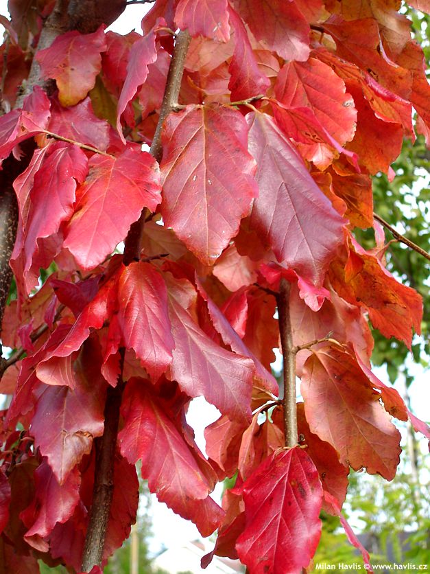 parrotia persica Persian Spire