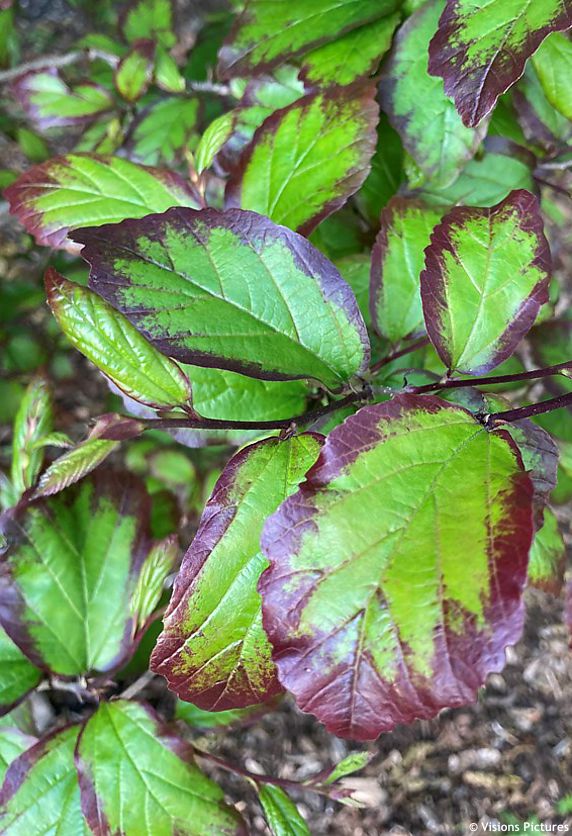 parrotia persica Persian Spire