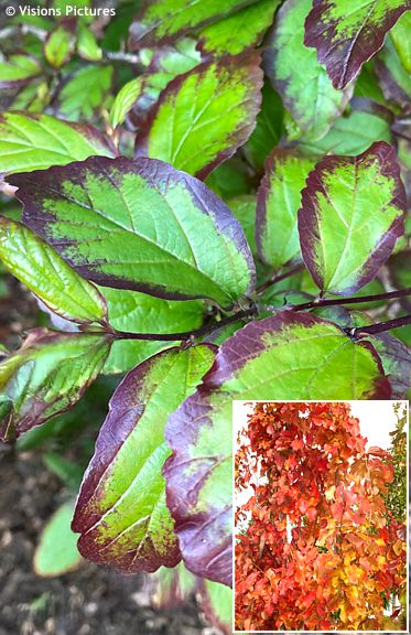 Parrotia persica 'JL Columnar' PERSIAN SPIRE®