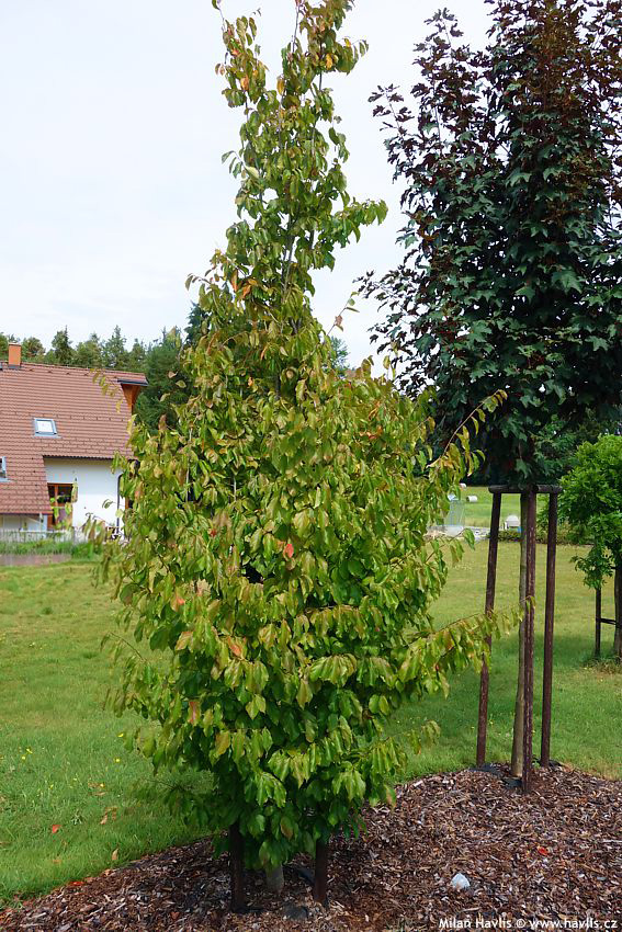 parrotia persica Vanessa