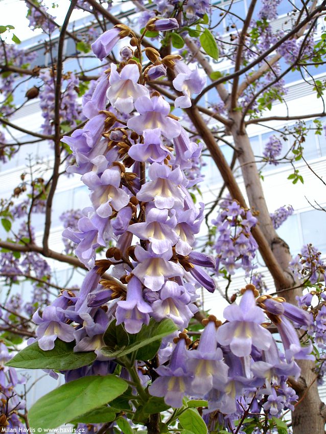 paulownia tomentosa