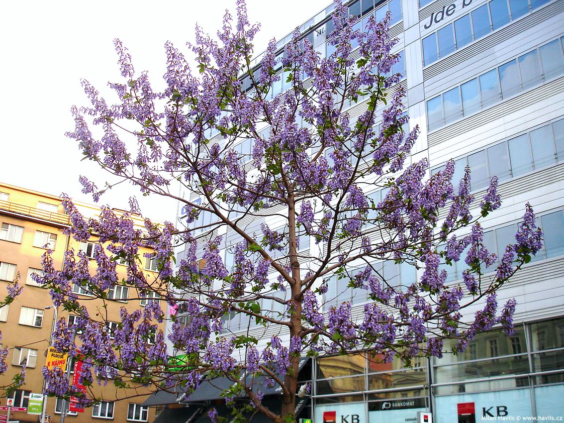 paulownia tomentosa