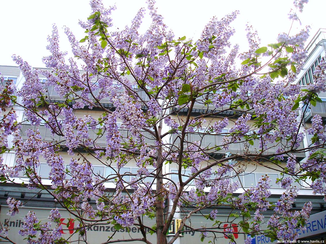 paulownia tomentosa