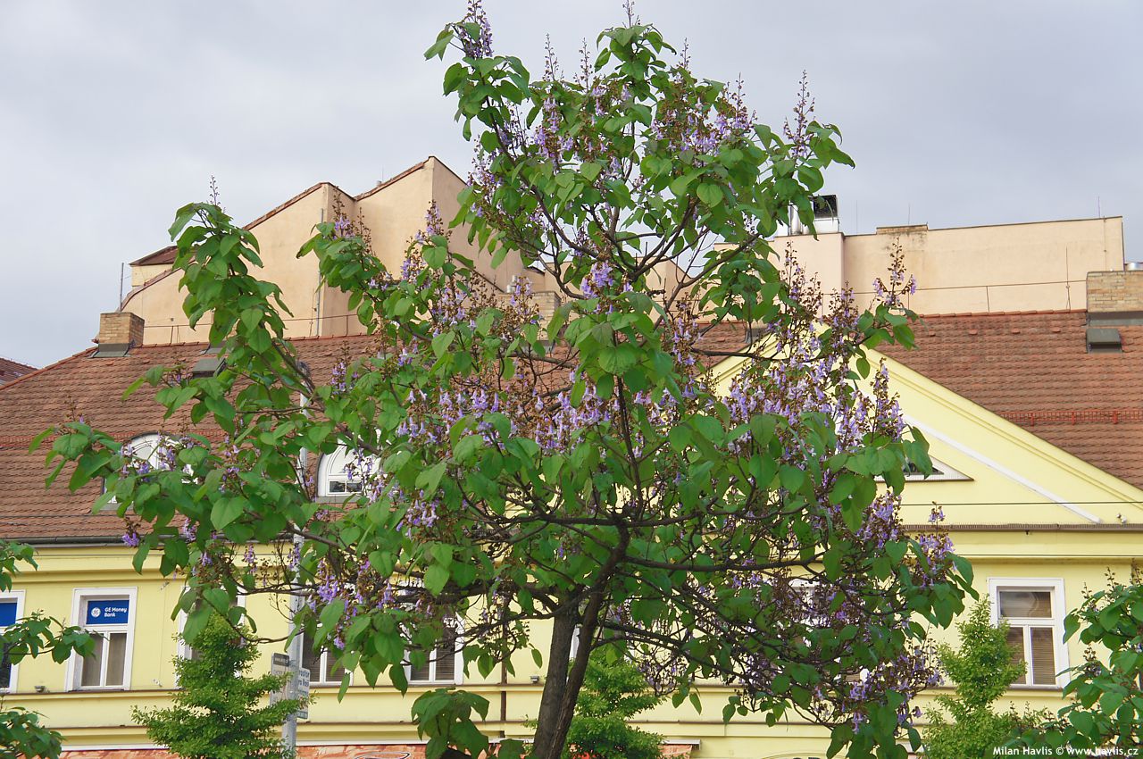 paulownia tomentosa