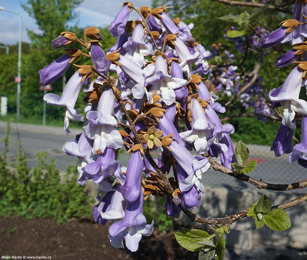 paulownia tomentosa