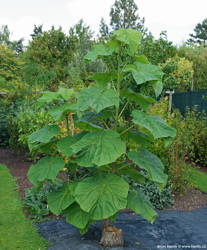 paulownia tomentosa