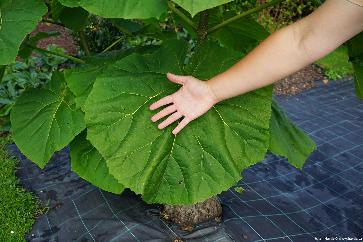 paulownia tomentosa