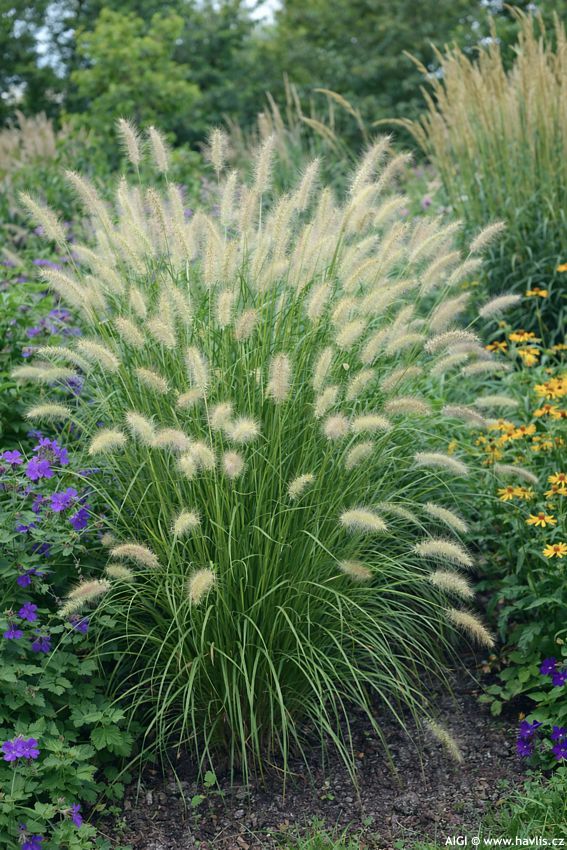 pennisetum alopecuroides 2026 AIGI 2.jpg