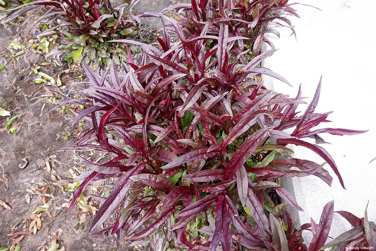 penstemon Dark Towers