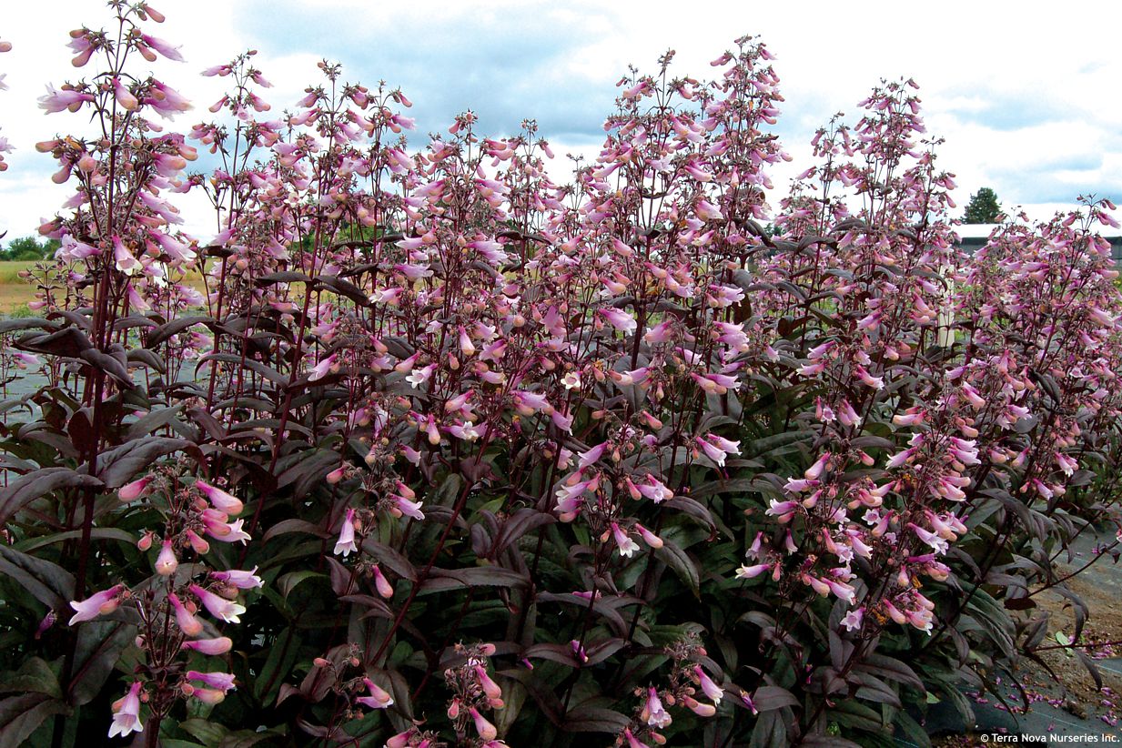 penstemon Dark Towers