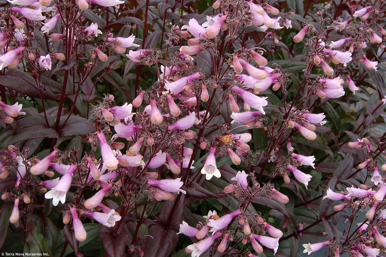 penstemon Dark Towers