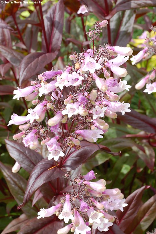 penstemon Dark Towers