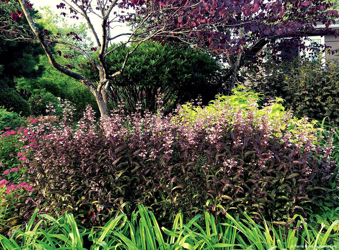 penstemon Dark Towers