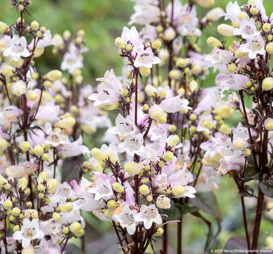 penstemon digitalis Husker Red