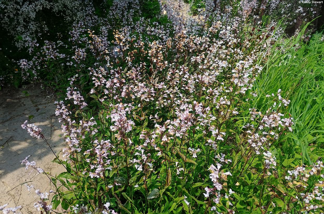 penstemon digitalis Husker Red