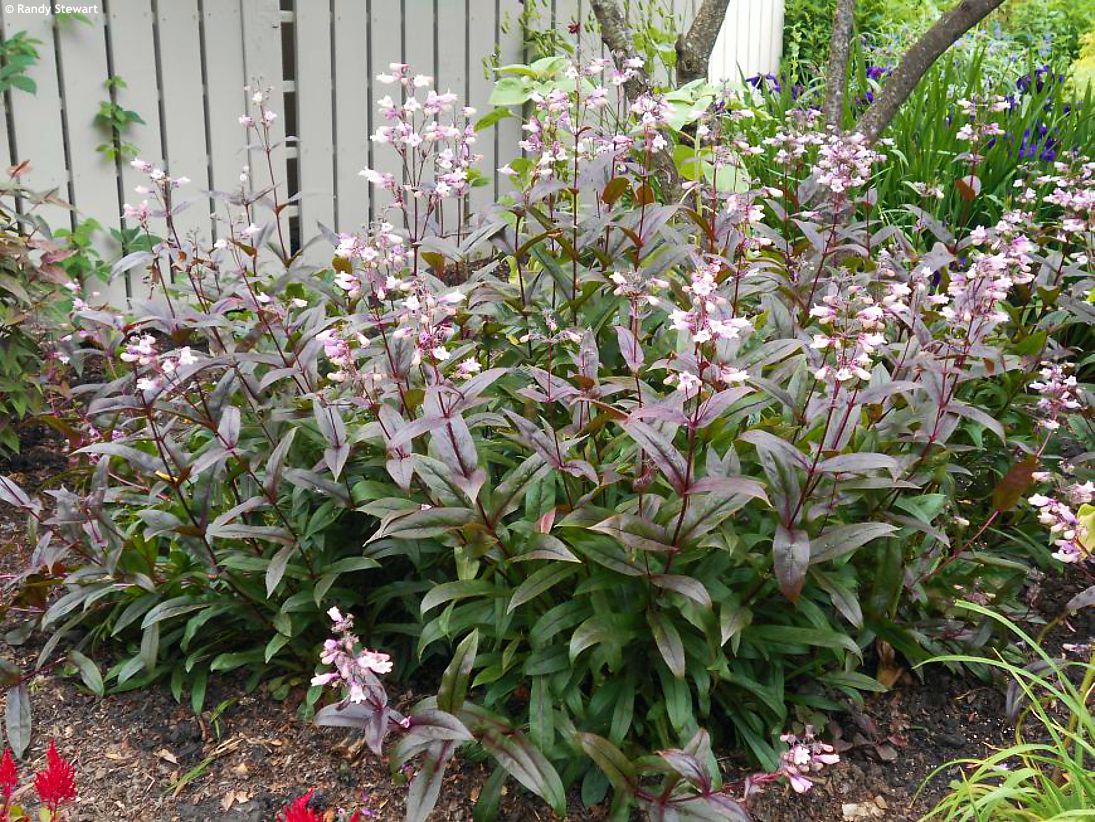 penstemon digitalis Husker Red