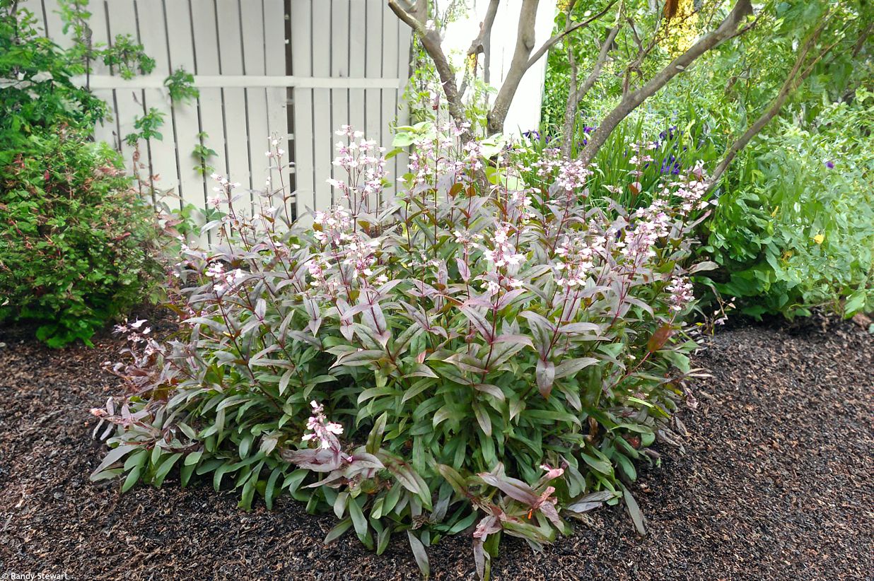 penstemon digitalis Husker Red