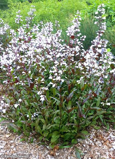 Penstemon digitalis 'HUSKER RED'