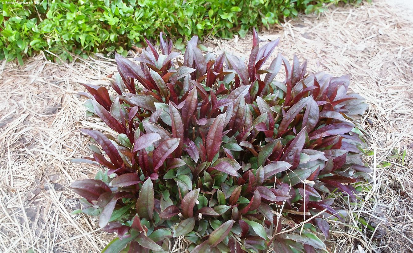 penstemon digitalis Husker Red
