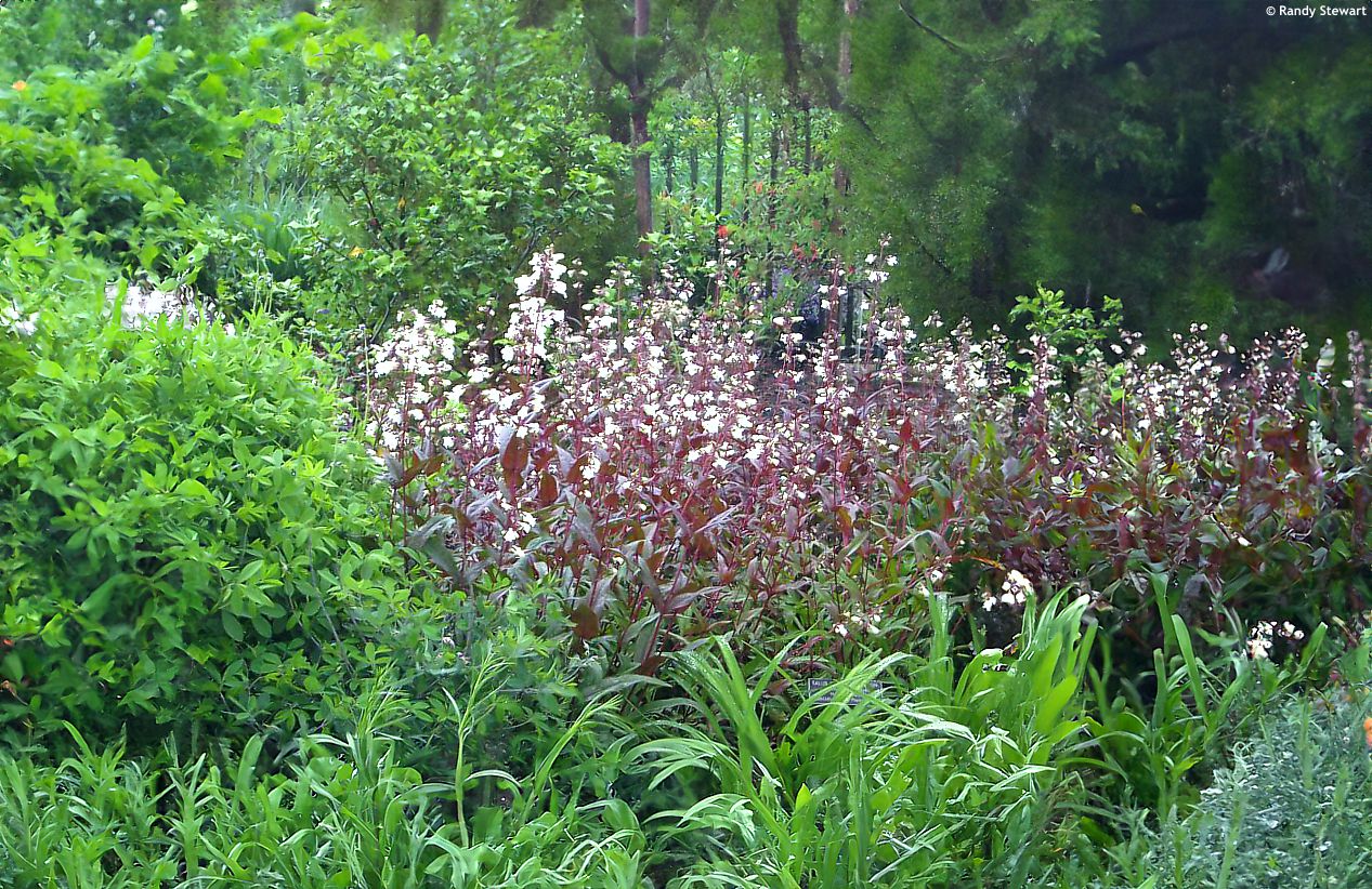 penstemon digitalis Husker Red