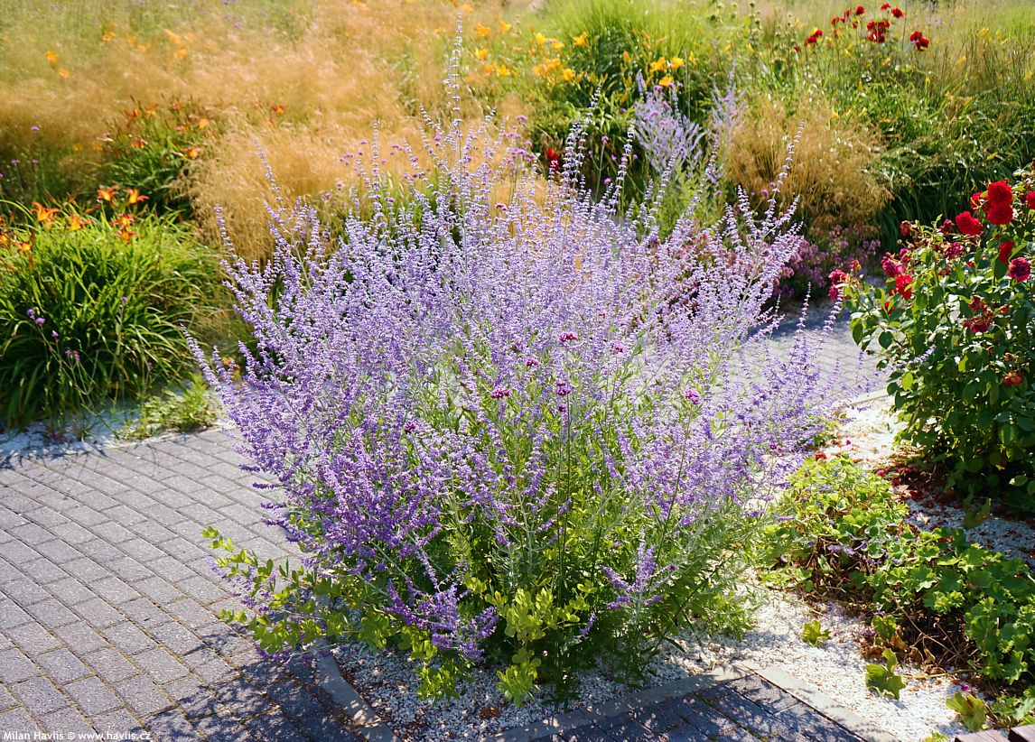 perovskia Lacey Blue