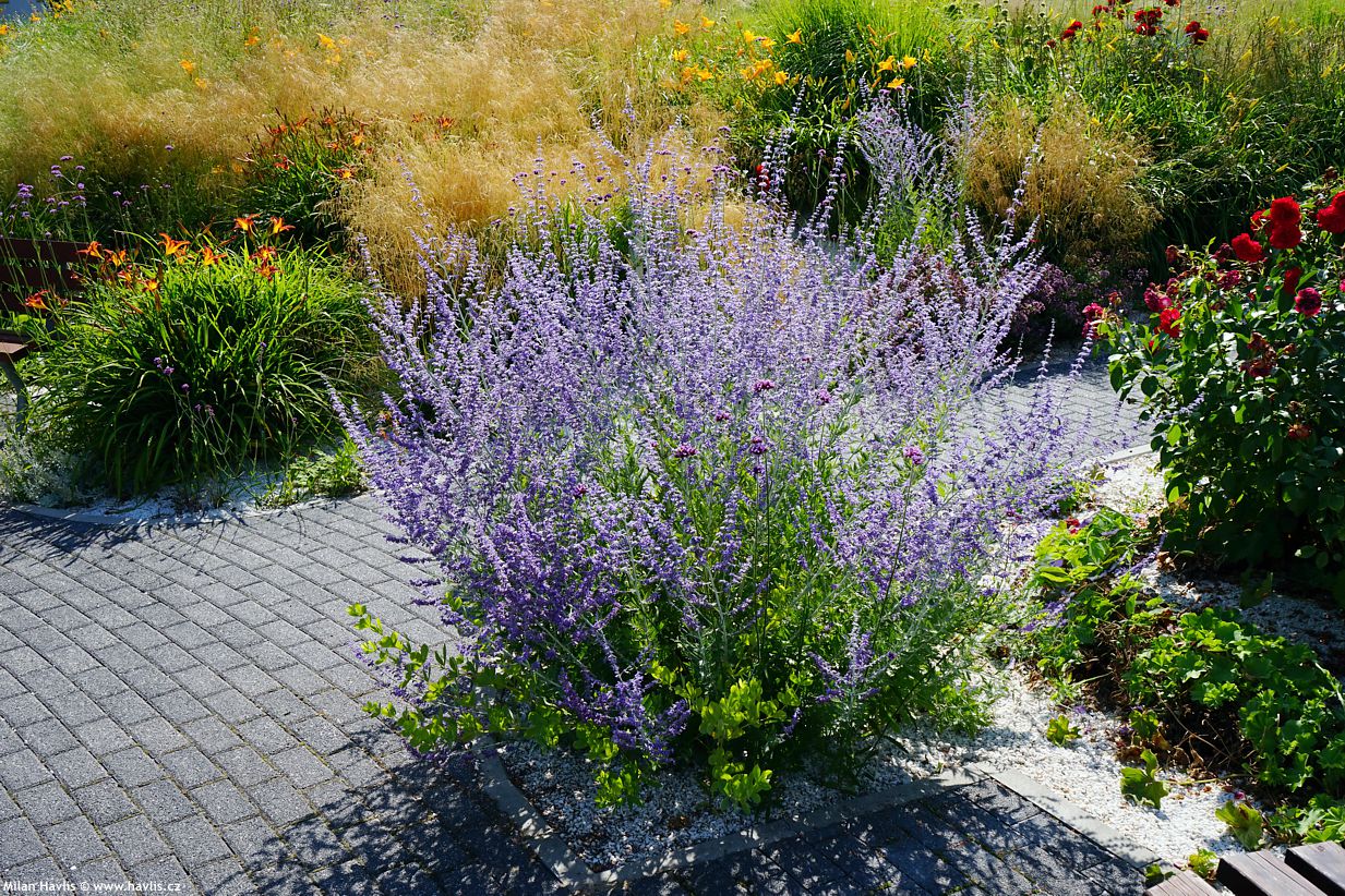 perovskia Lacey Blue