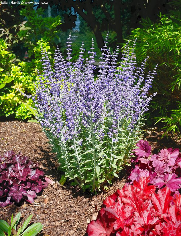 perovskia atriplicifolia Prime Time 2025 5.jpg