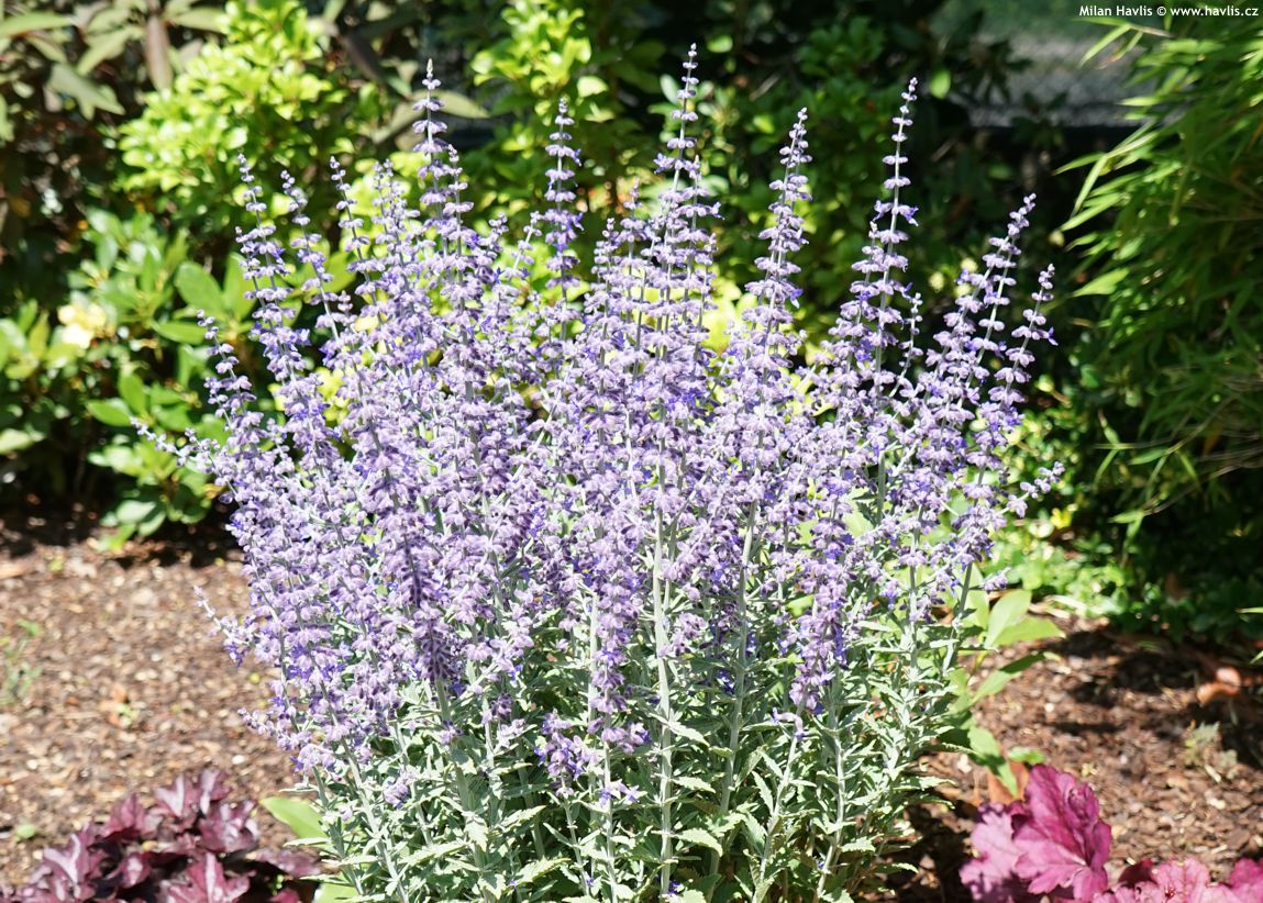 perovskia atriplicifolia Prime Time 2025 (2).jpg