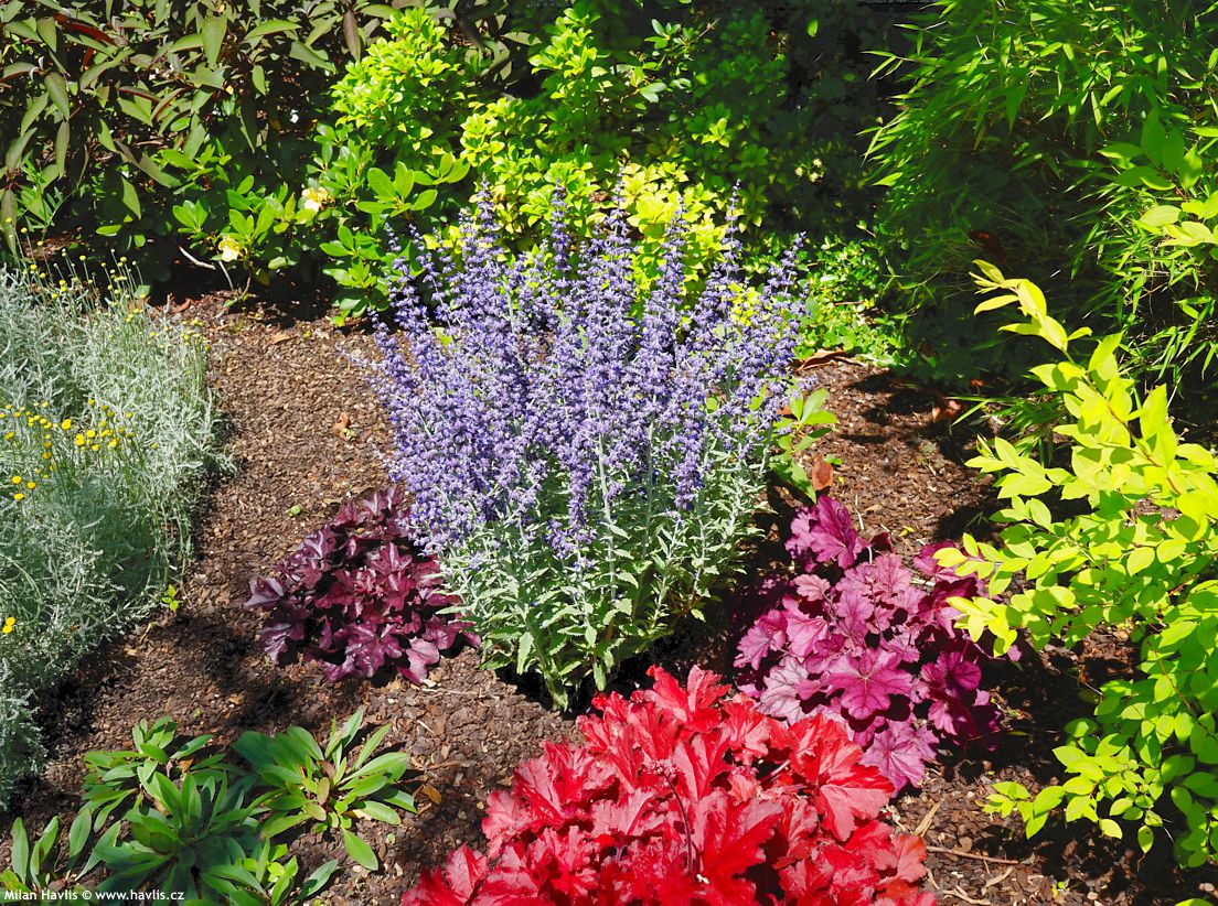 perovskia atriplicifolia Prime Time 2025 (4).jpg