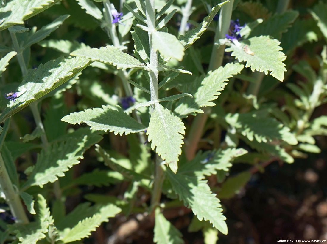 perovskia atriplicifolia Prime Time 2025 (6).jpg