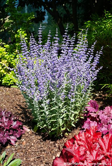 Perovskia atriplicifolia 'PRIME TIME'