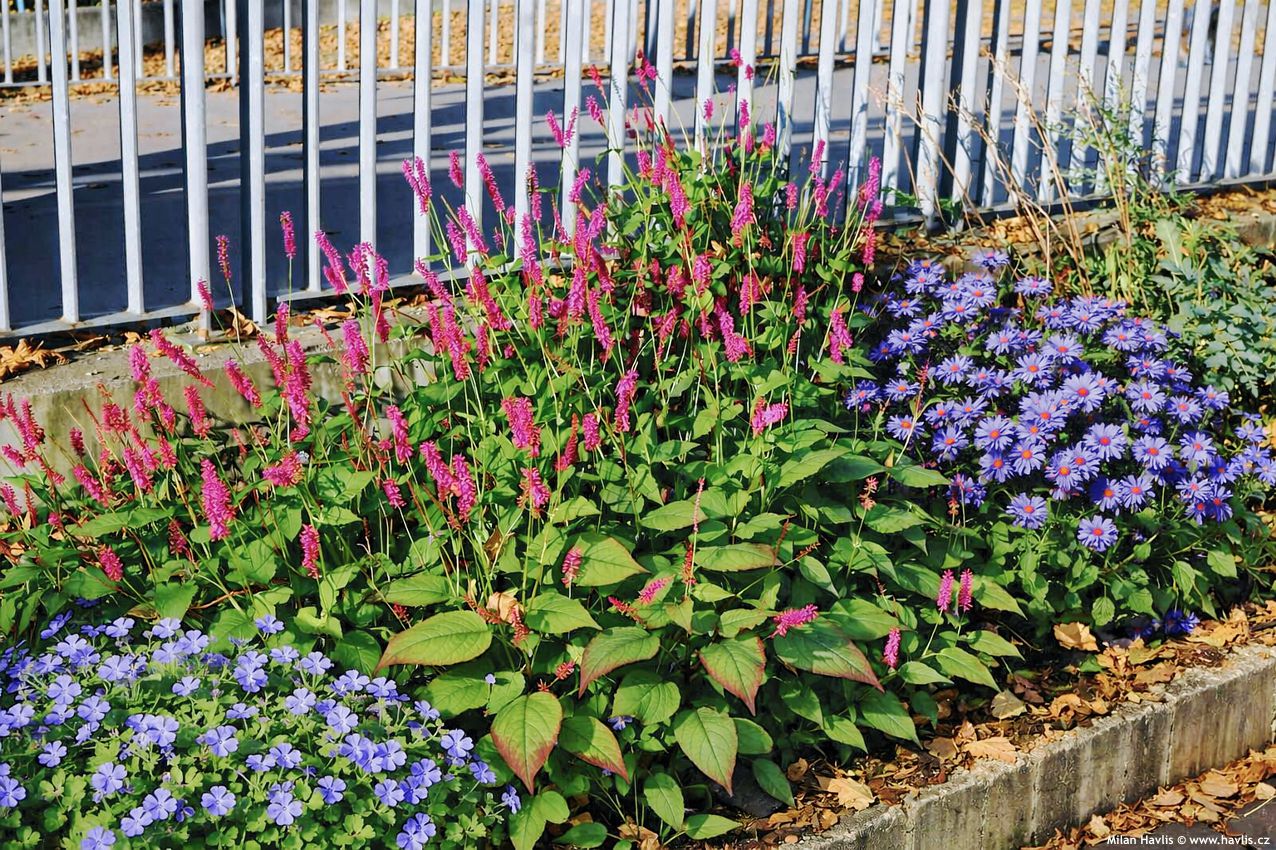 persicaria amplexicaulis Amethyst Summer jako 2026 AIGI 1.jpg