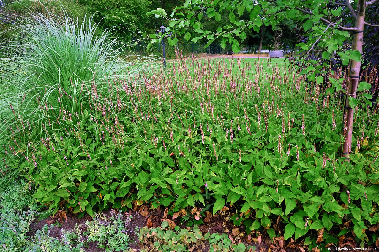 persicaria amplexicaulis Early Pink Lady asi 2025 1 edit.jpg